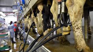 La filière laitière française secouée par les surtaxes chinoises, Savencia en première ligne