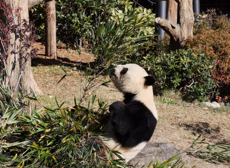 Les deux derniers pandas géants du Japon en route vers la Chine, les fans en larmes (AP)