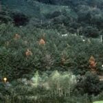 Nématode du pin - l’alerte sanitaire qui menace les forêts françaises