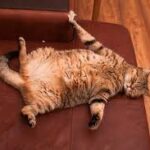 Santé animale - un « Ozempic » pour chats face à l’explosion de l’obésité féline