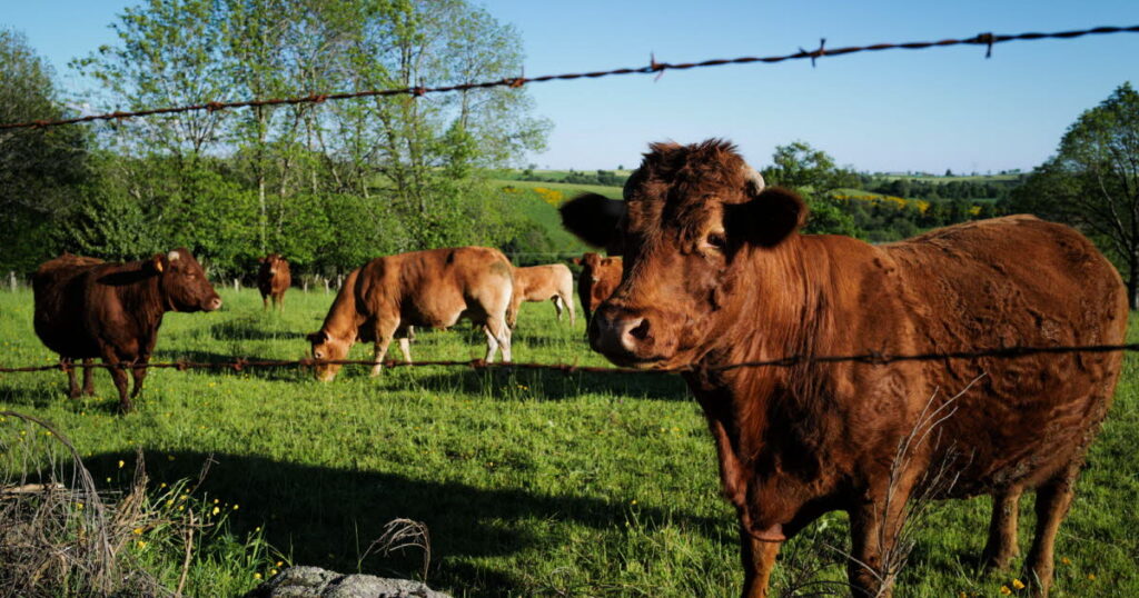 Sud-Ouest - vaccination obligatoire contre la dermatose nodulaire dans huit départements