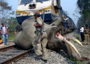 Un train à grande vitesse percute un troupeau en Assam : sept éléphants tués sur une voie ferrée du nord-est de l’Inde