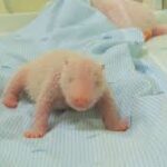 Un zoo de Java dévoile les premières photos du tout premier bébé panda né en Indonésie (AP)