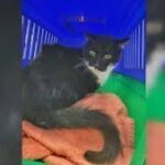 Valence - disparu depuis 11 ans, Félix le chat retrouve sa maîtresse grâce à la ténacité de la fourrière