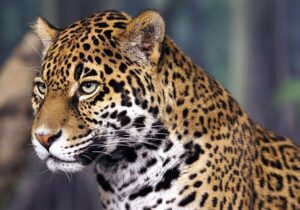 Trafic d’animaux vivants : Interpol alerte sur une année 2025 record