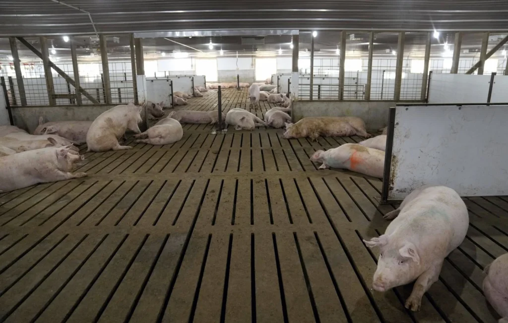 Fièvre porcine en Catalogne : l’Espagne face à une menace sanitaire et économique majeure