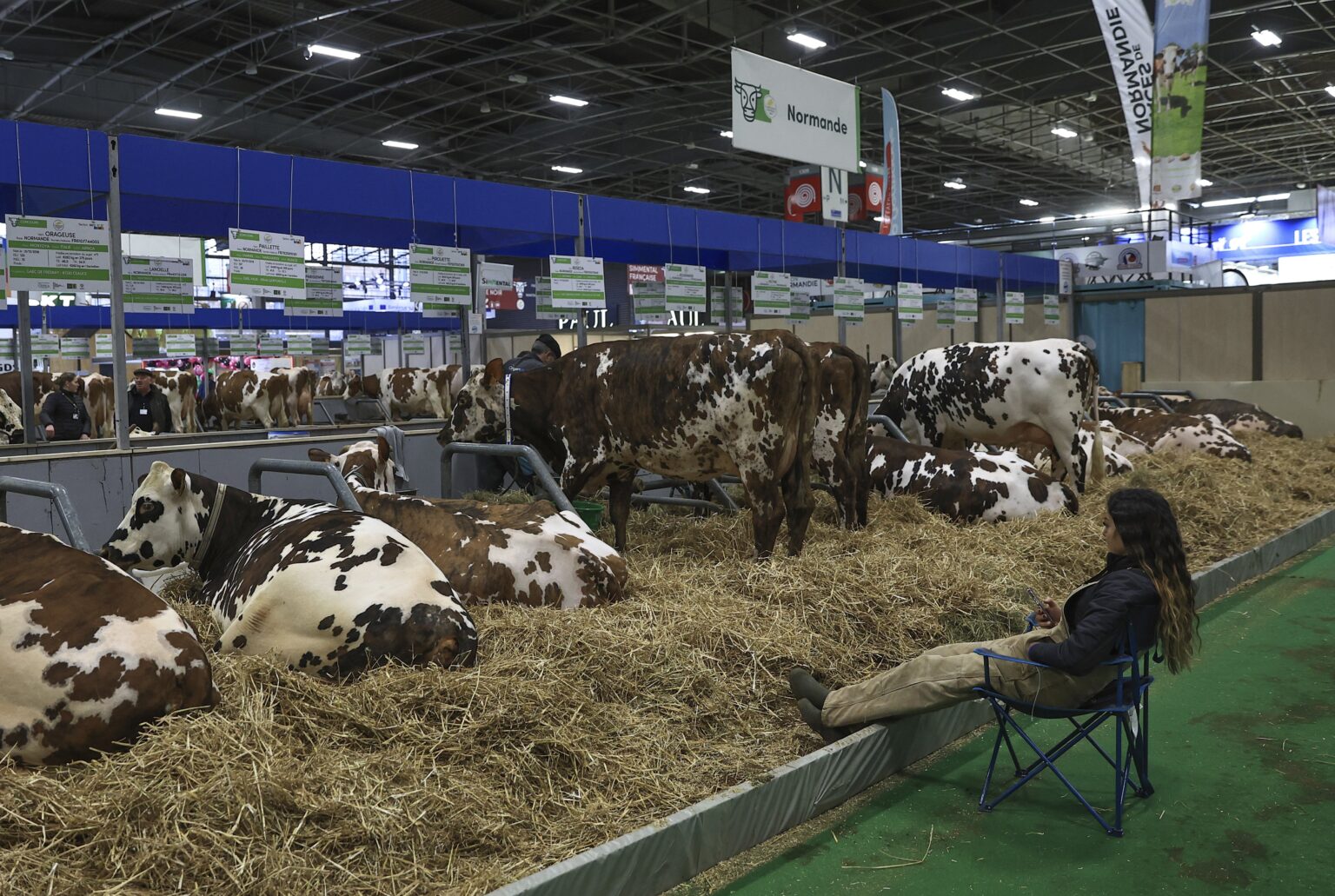 Il n'y aura pas de vaches au Salon de l’Agriculture cette année. Une première depuis 60 ans. (AP)