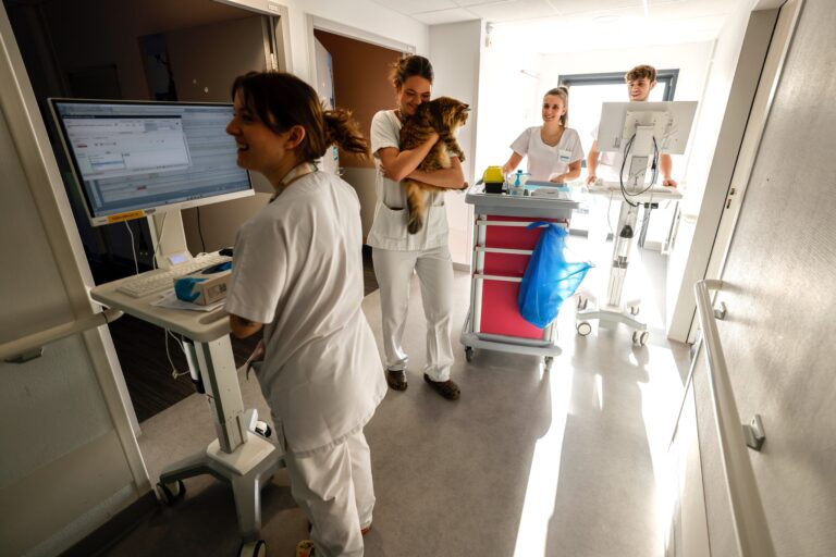 INSOLITE - Un chat urine sur un cartable, trois personnes hospitalisées à Saint-Étienne