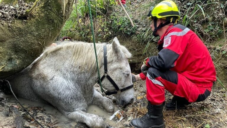 Bas-Rhin, entre Obernai et Niedernai - un cheval sauvé après cinq heures d’intervention dans une fosse inondée