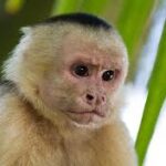 Dans le Tarn, des singes capucins s’échappent d’un zoo fermé et sèment l’inquiétude 