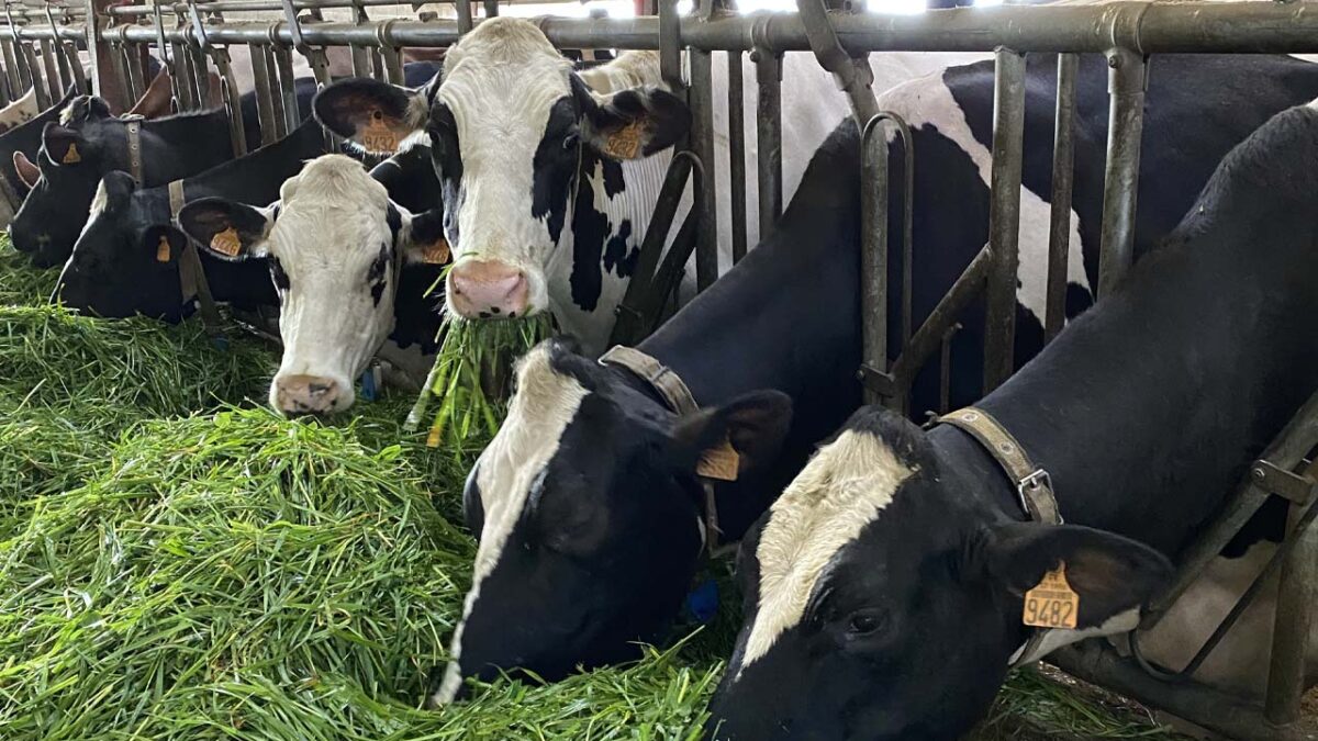Ariège : un nouveau cas de dermatose nodulaire dans une ferme bovine, 113 vaches devront être abattues