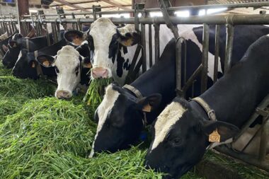 Ariège : un nouveau cas de dermatose nodulaire dans une ferme bovine, 113 vaches devront être abattues