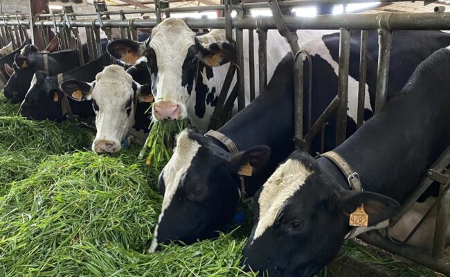 Ariège : un nouveau cas de dermatose nodulaire dans une ferme bovine, 113 vaches devront être abattues