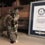 Flossie, la chatte la plus âgée du monde, célèbre ses 30 ans