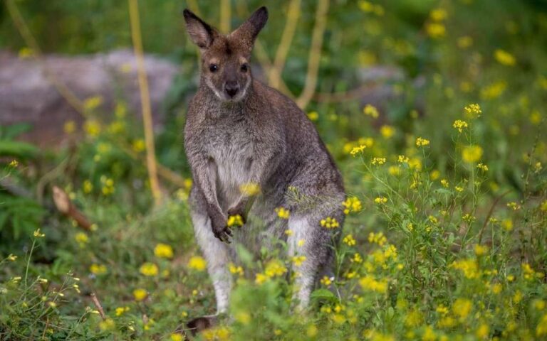 Gironde - Ambarès-et-Lagrave surprise par la divagation d’un kangourou