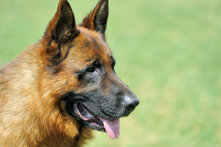 La mairie du 8ᵉ arrondissement de Paris visée par une plainte après des électrocutions mortelles de chiens près du parc Monceau