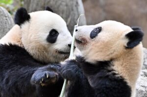Les derniers pandas du Japon s’apprêtent à repartir en Chine sur fond de tensions diplomatiques