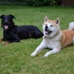 Paris : des chiens électrocutés sur un trottoir du 8e arrondissement après un grave défaut électrique