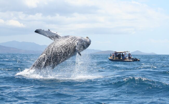 REPORTAGE ÉVASION - À la découverte de Mayotte, l'île au lagon, sa faune exceptionnelle et ses baleines à bosse