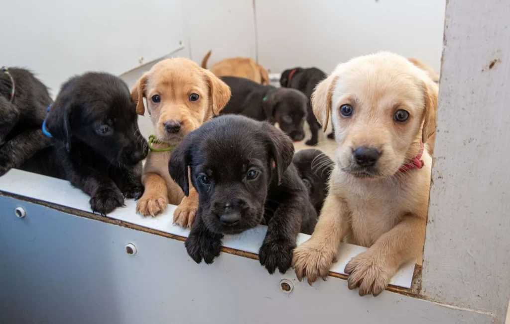 Trafic de chiots : trois éleveurs français mis en examen après une filière Serbie–France