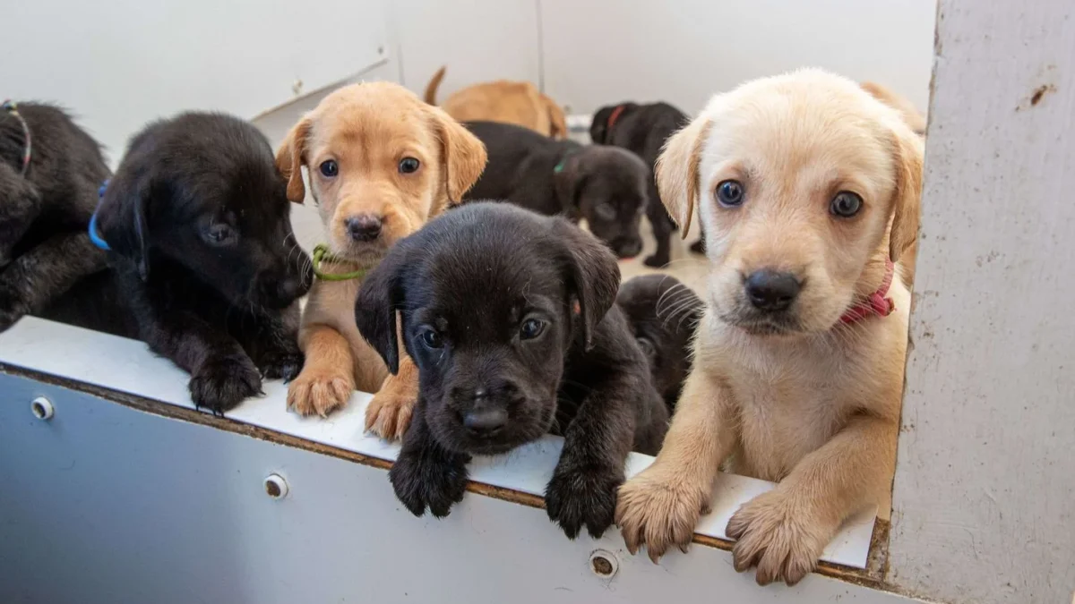 Trafic de chiots : trois éleveurs français mis en examen après une filière Serbie–France