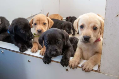 Trafic de chiots : trois éleveurs français mis en examen après une filière Serbie–France