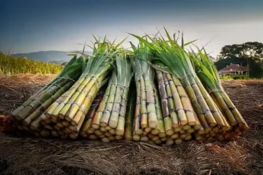 Une “salive” innovante à base de canne à sucre pour renforcer l’émail