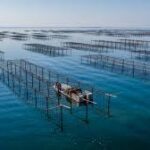 Var - la récolte de coquillages suspendue dans la baie du Lazaret après la détection d’un norovirus