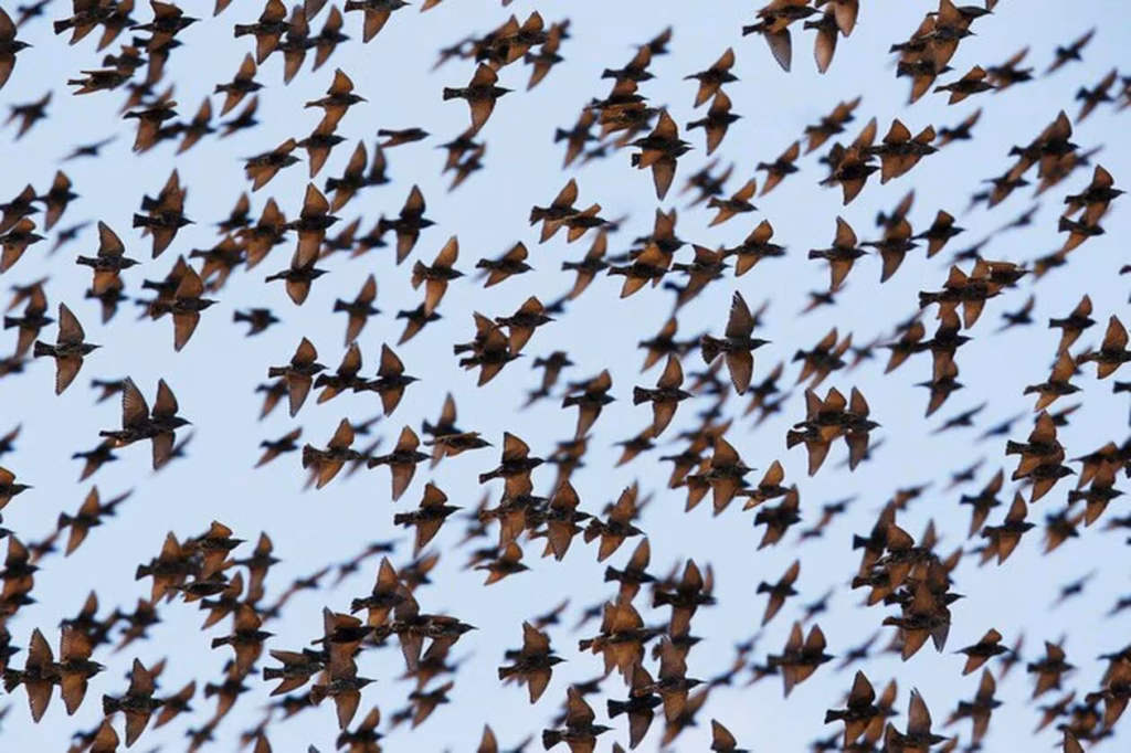 Biodiversité en recul : le lien se confirme entre chimie agricole et disparition des oiseaux
