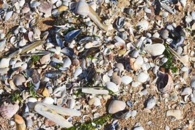 À Châtelaillon-Plage, la mer recouvre le sable d’un manteau de coquilles d’huîtres