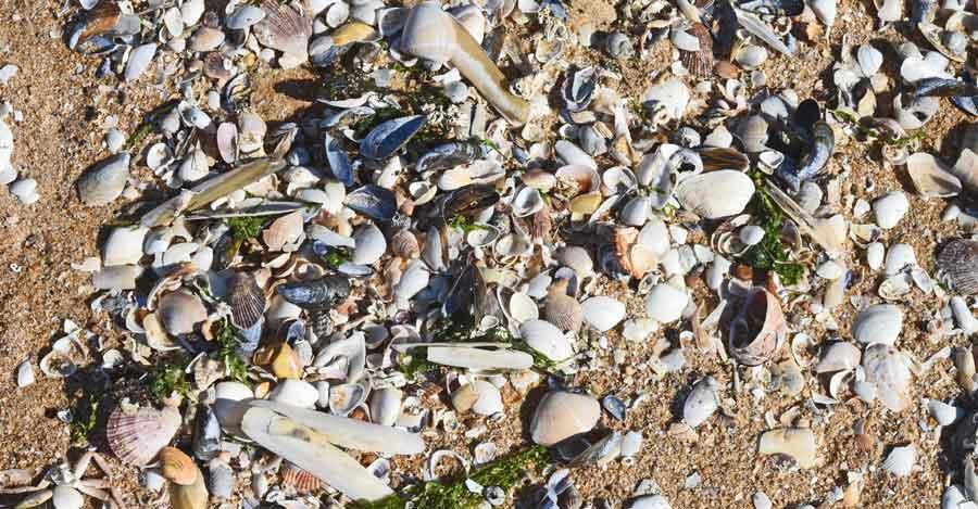 À Châtelaillon-Plage, la mer recouvre le sable d’un manteau de coquilles d’huîtres