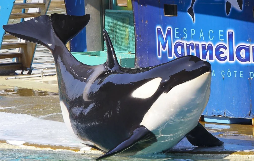 Antibes - on sait enfin où vont aller les dauphins et les orques du Marineland