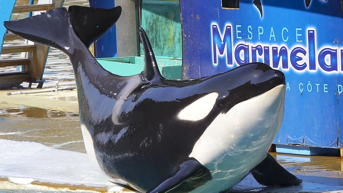 Antibes - on sait enfin où vont aller les dauphins et les orques du Marineland