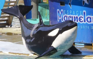 Antibes - on sait enfin où vont aller les dauphins et les orques du Marineland