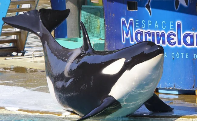 Antibes - on sait enfin où vont aller les dauphins et les orques du Marineland