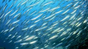 Atlantique - le maquereau s’effondre, les pêcheurs français pris à la gorge