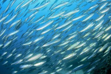 Atlantique - le maquereau s’effondre, les pêcheurs français pris à la gorge