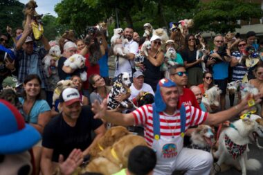 Au Carnaval de Rio, des chiens défilent contre la cruauté animale (AP)