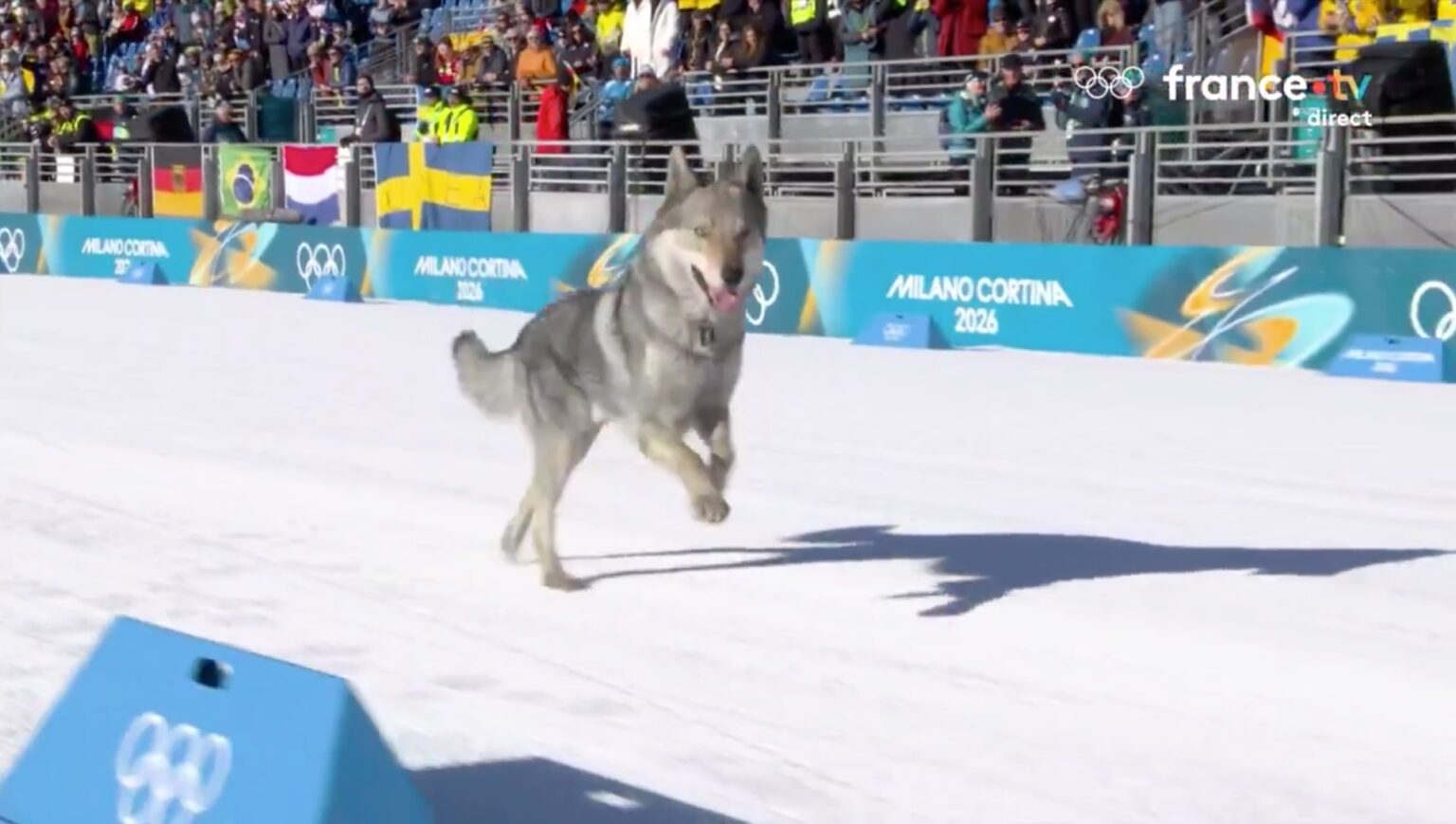Insolite - Aux JO, un chien de traîneau s'invite sur le sprint en ski de fond. (France TV)