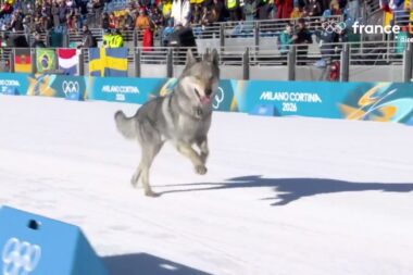 Insolite - Aux JO, un chien de traîneau s'invite sur le sprint en ski de fond