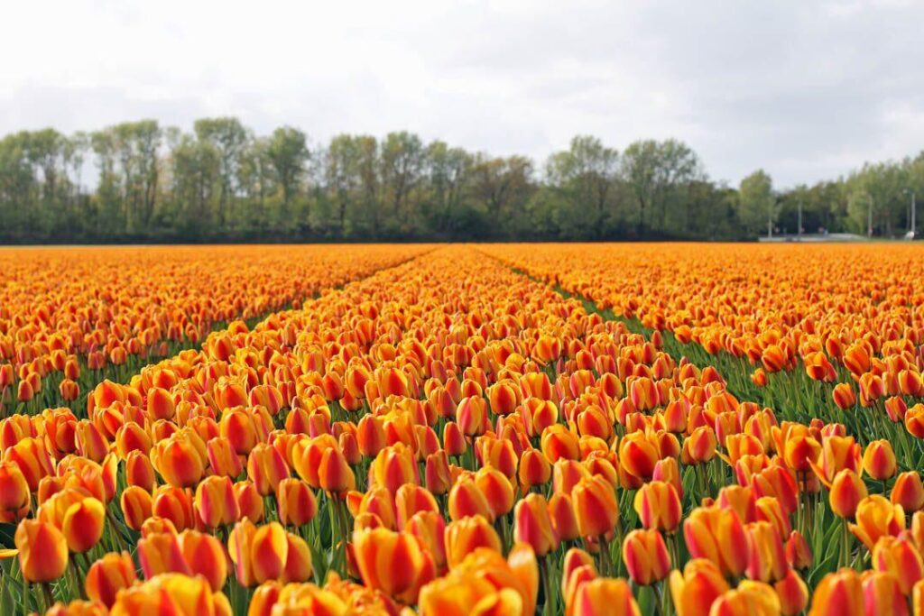 C’était un 6 février - la tulipe cesse de valoir de l’or aux Provinces-Unies