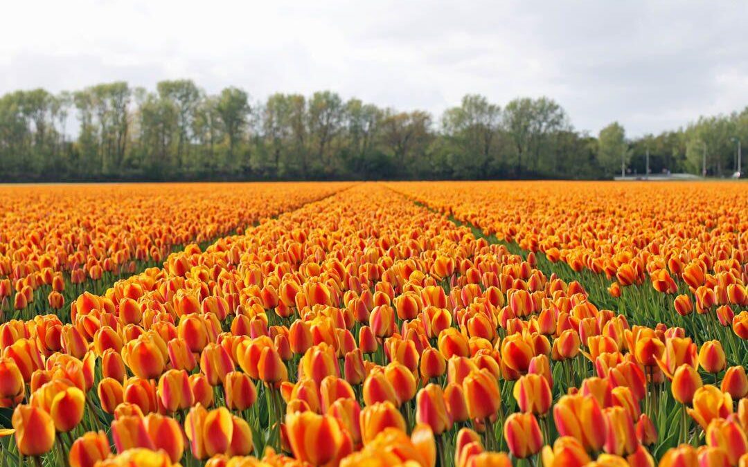 C’était un 6 février - la tulipe cesse de valoir de l’or aux Provinces-Unies