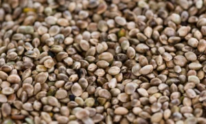 Chanvre - la petite graine qui bouscule les codes de la nutrition