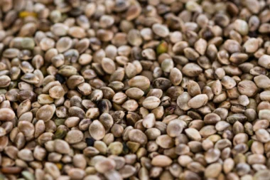 Chanvre - la petite graine qui bouscule les codes de la nutrition