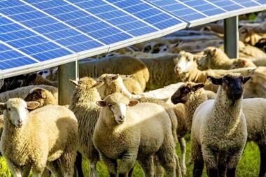 En Australie, des “moutons solaires” ouvrent la voie à l’agrivoltaïsme