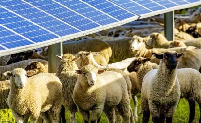 En Australie, des “moutons solaires” ouvrent la voie à l’agrivoltaïsme