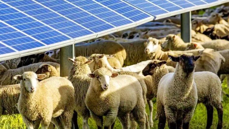 En Australie, des “moutons solaires” ouvrent la voie à l’agrivoltaïsme