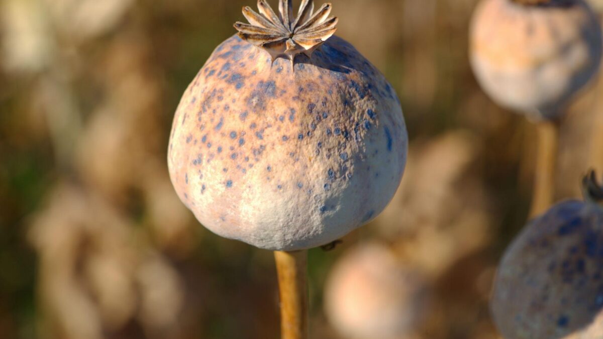Espagne - trois hommes arrêtés pour avoir expédié par la poste des capsules séchées de pavot à opium jusqu’aux États-Unis