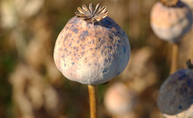 Espagne - trois hommes arrêtés pour avoir expédié par la poste des capsules séchées de pavot à opium jusqu’aux États-Unis