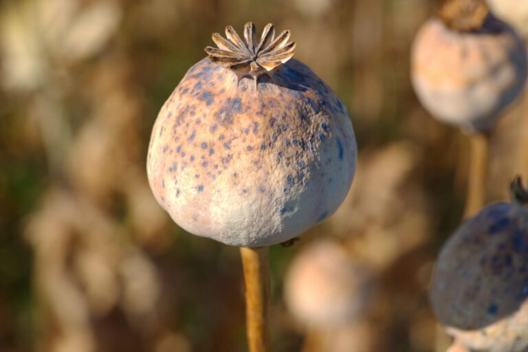 Spain: Three men arrested for mailing dried opium poppy capsules to the United States